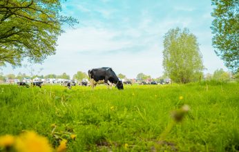 Huisman Producties - DSC00899